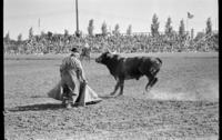 Unidentidfied Rodeo clown Bull fighting