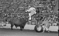 Unidentified Rodeo clowns Bull fighting