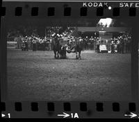 C.T. Jones Steer wrestling