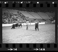 Unidentified Rodeo clowns fighting Bull #2X