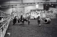 Unidentified Rodeo clowns Bull fighting