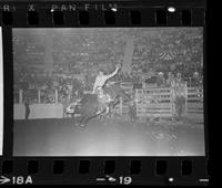 Marvin Shoulders on Bull #034