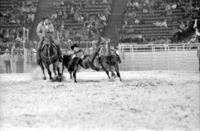 Harrison Halligan Steer wrestling