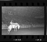 Unknown Bareback rider on Steel Dust