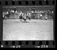 Nathan Haley Steer wrestling