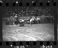 Wayne Spencer Steer wrestling