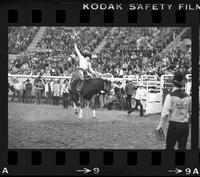 Unidentified Bronc rider on unknown mount