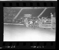 Doug Shipe & Geo. Doak Bull fighting with Bull #676