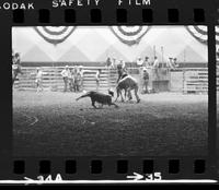 Dwain Julian Calf roping