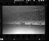 Unknown Rodeo clowns Bull fighting with Bull "El Rojo"