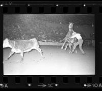 Linus Thornton Calf roping