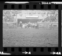 Gary Walker Steer wrestling