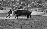 Rodeo clowns Mike Moore and Leon Coffee Bull fighting