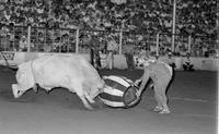 Unidentified Rodeo clown Bull fighting