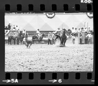 Danny Hamilton Calf roping