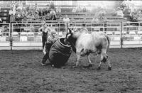 Unidentified Rodeo clowns Bull fighting