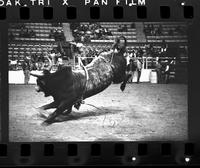 Unidentified Bull rider