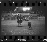 Tom Chapman Calf roping