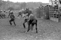 Unknown participants in Wild horses race