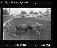 Rodeo clowns Bull fighting