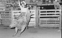 Rod Coquat on Bull #0