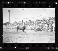 Unknown Rodeo clowns fighting Bull "Rojo"