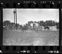 Buddy Little Calf roping