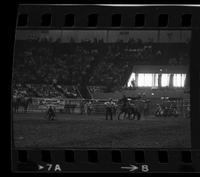 Dick Hoose Calf roping