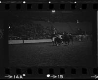 Butch Ross Steer wrestling