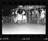 Larry Teson on Bull #77