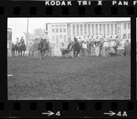 John Corkery Steer wrestling