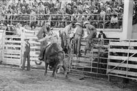 Ken Henry on Bull #157