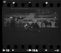 Red Doffin Steer wrestling