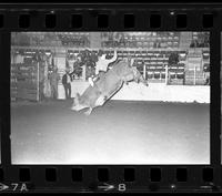 Bob Roper on Bull #9