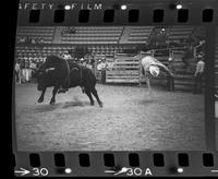 Fred Greer on Bull #9X