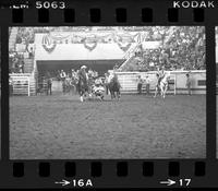 Dan Ackley Steer wrestling