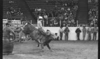 Ted Zier on Bull #91