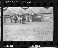 Cotton Young Steer wrestling