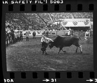 Unidentified Rodeo clown Bull fighting