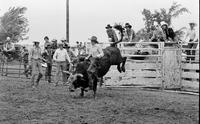 Unidentified rider on unknown Bull