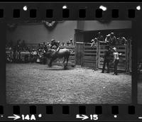 Sandy Kirby on Bull #0