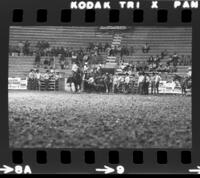 Phil Sublette Steer wrestling, 2nd Perf.