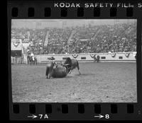 Rodeo clown Miles Hare Bull fighting with Bull #01