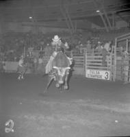 Bill Kornell on Bull #2