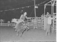 Pat Davidson on Bull #11