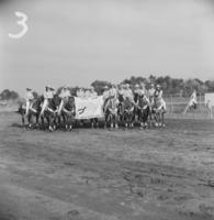 "Velvet Spurs" Drill team