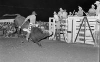 Unidentified Bull rider on unknown mount