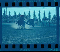 Roy Duval Steer wrestling