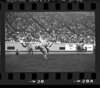 Unidentified Bronc rider on unknown mount