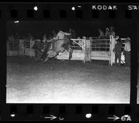 Buster Campbell on Bull #31